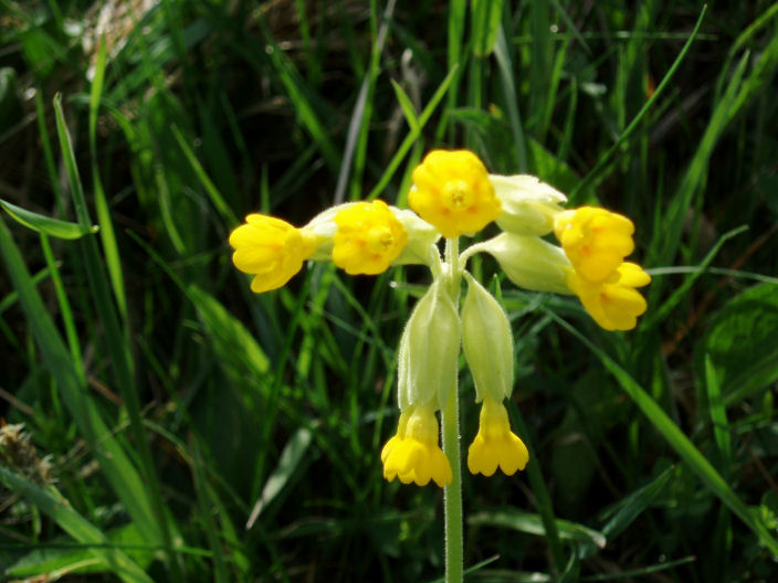 Cowslip Cowslip